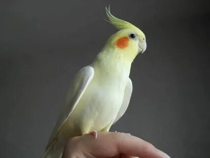 Корелла отзывы