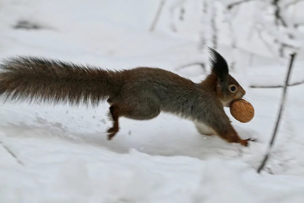 белочка режим работы.