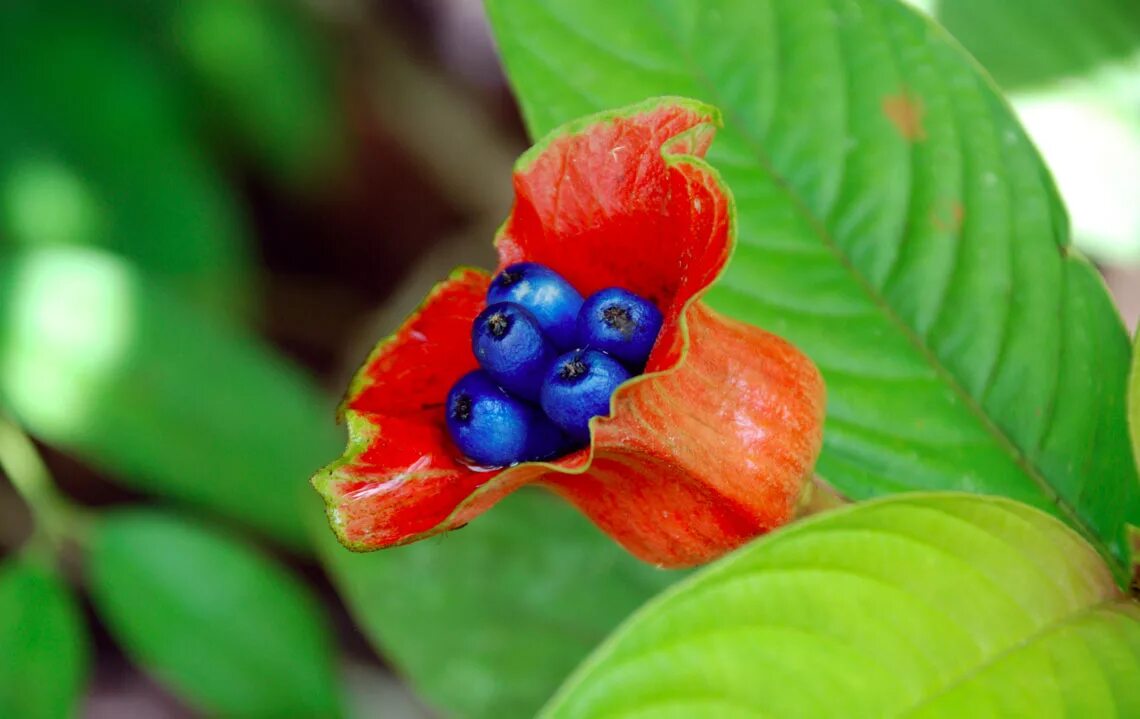 Растение с необычными цветами и плодами