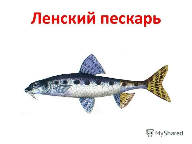 девиз жизни пескаря. девиз жизни. пескарь презентация. девиз жизни пескаря. девиз жизни пескаря.