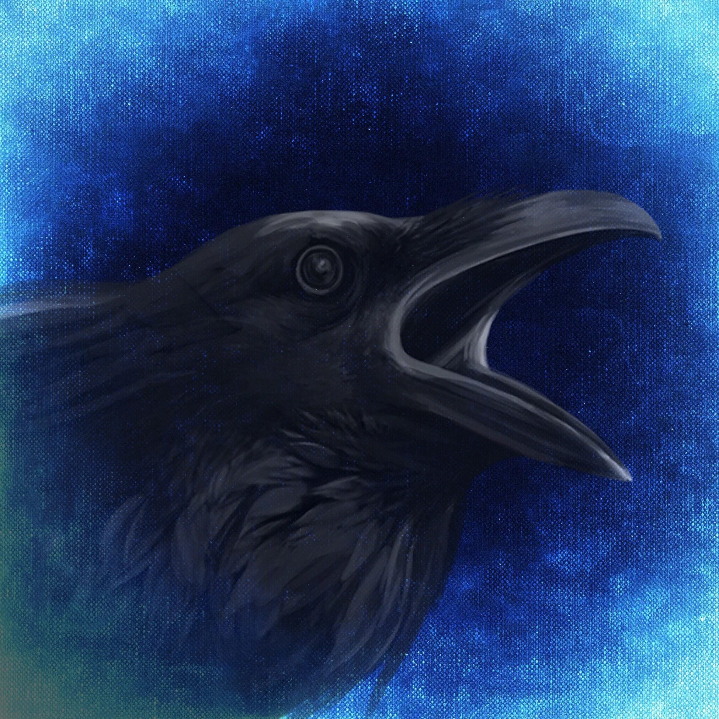 Night crows аутентификация. Белоклювый ворон. Ворона. Голова ворона. Ворон арт.
