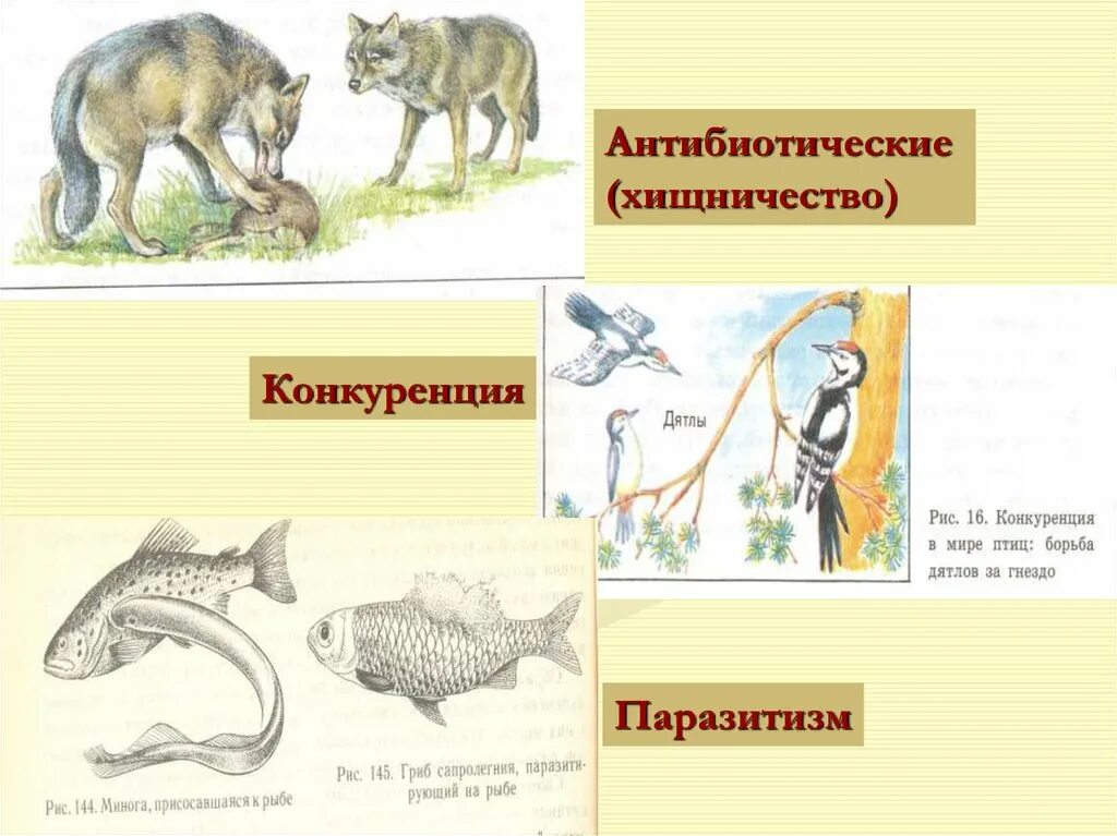 Хищничество какой фактор среды. Хищничество паразитизм конкуренция. Хищничество и паразитизм примеры. Хищничество Тип взаимоотношений. Хищничество паразитизм конкуренция симбиоз.