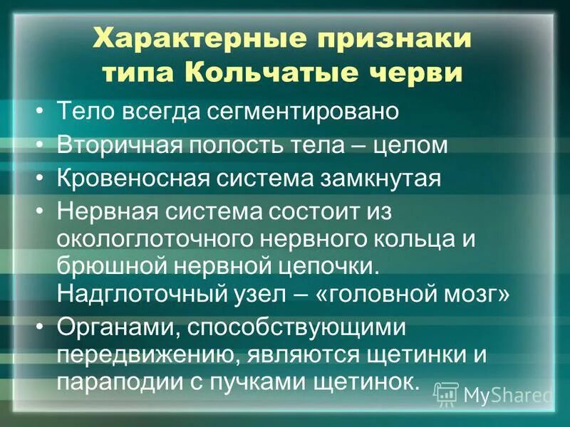 К группе кольчатых червей относятся