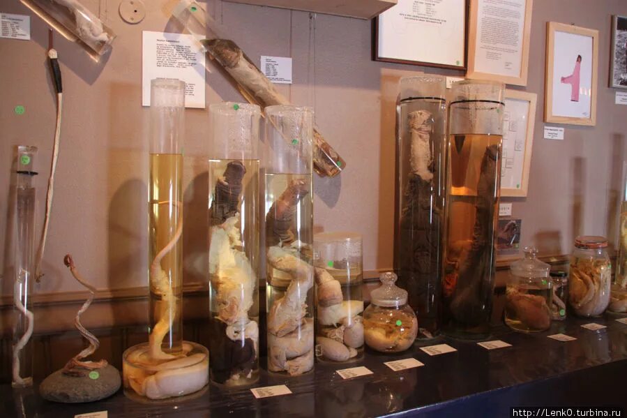 фаллологический музей. музей пенисов в рейкьявике. музей пенисов в рейкьявике. исландский фаллологический музей. фаллологический музей исландия.