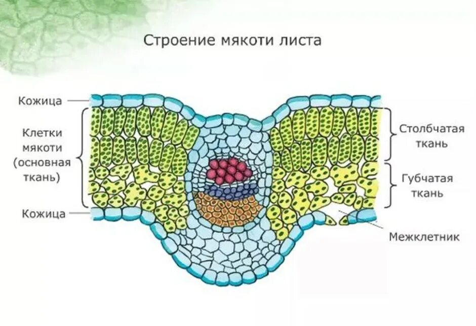 Какая ткань образует структуру листа. Структура клетки мякоти листа. Строение клетки мякоти листа. Мякоть листа строение клеток тканей. Строение клеточное строение листа.