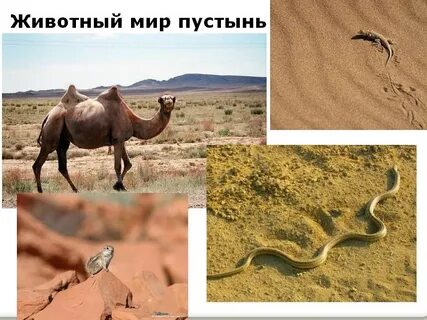 Какие животные есть в пустыне и полупустыне
