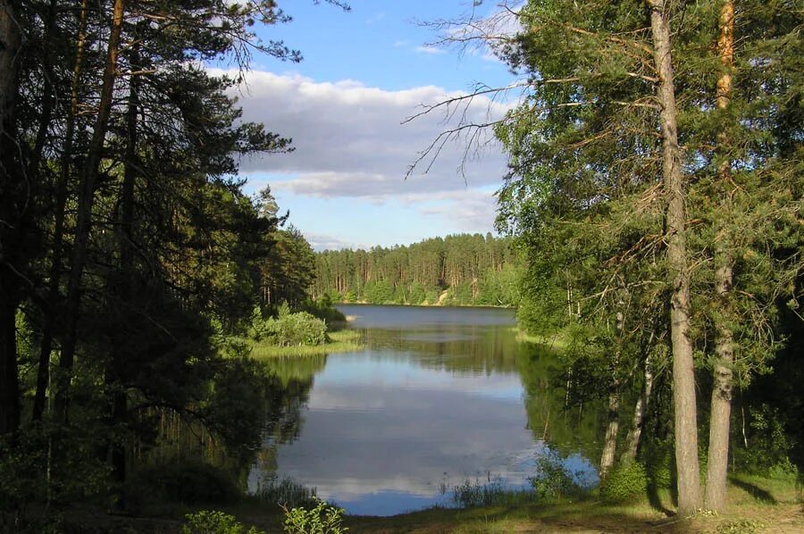природа карелии. лесное озеро (forest lake). шварцвальд озеро. национальный парк марий чодра озера. озеро в глухом лесу.