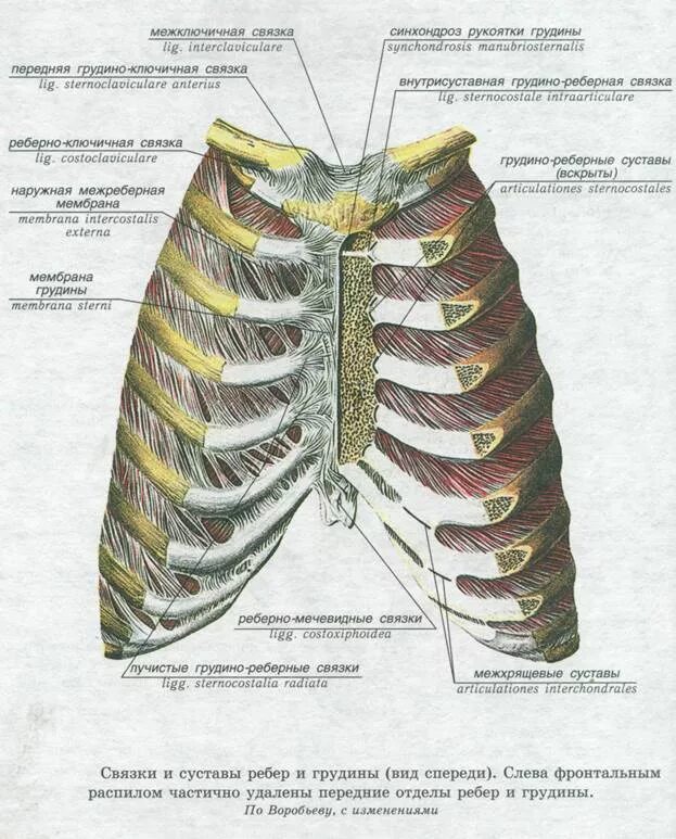 Суставы и связки грудины и ребер вид спереди. Суставы и связки ребер и грудины анатомия. Соединение ребер с грудиной связки. Связки грудино реберного сустава.