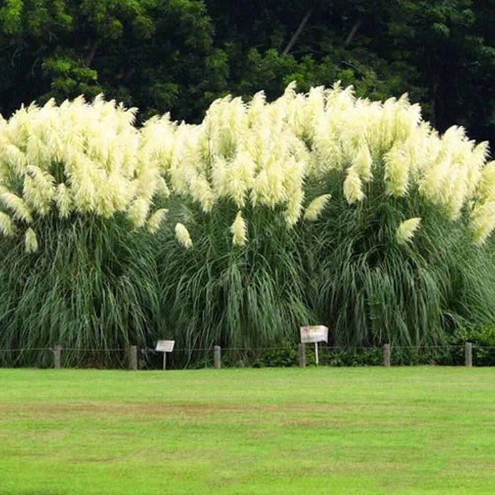 Кортадерия пумила (pumila). Кортадерия. Кортадерия пампасная трава. Кортадерия серебристая (пампасная трава). Пампасная трава пумила.
