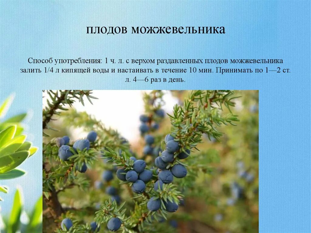 Почему можжевельник относится к высшим семенным растениям. Почему можжевельник относится к высшим семенным растениям
