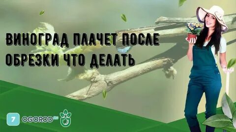 Почему плачет виноград весной обрезанный