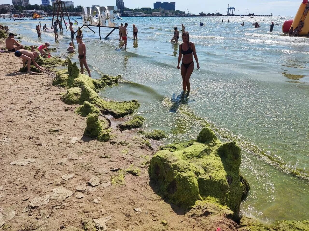 Водоросли в анапе. Черное море цветет Анапа. Анапа цветет море 2022.