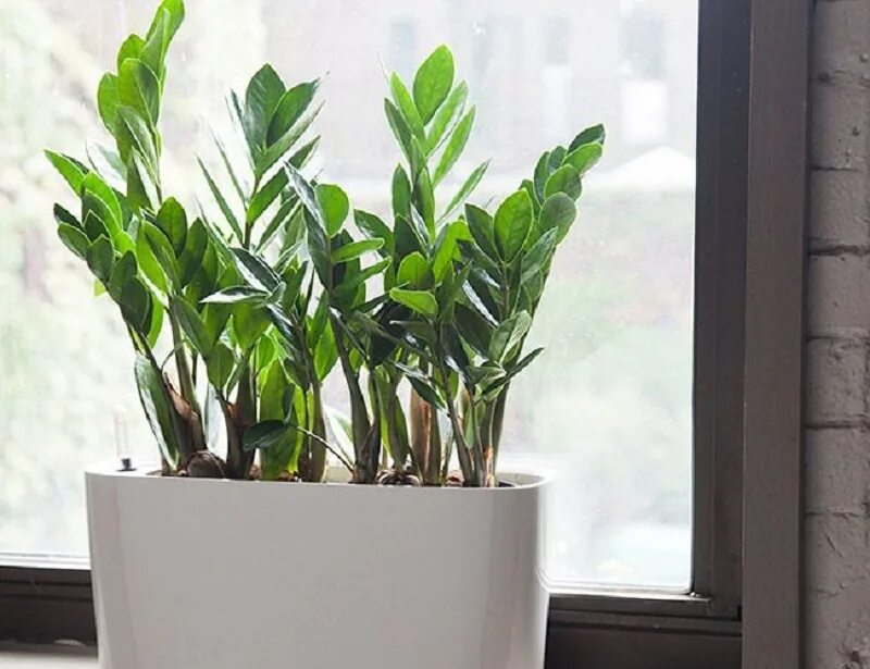 Замиокулькас. Zamioculcas долларовое дерево. Офисный цветок замиокулькас. Сансевиерия и замиокулькас