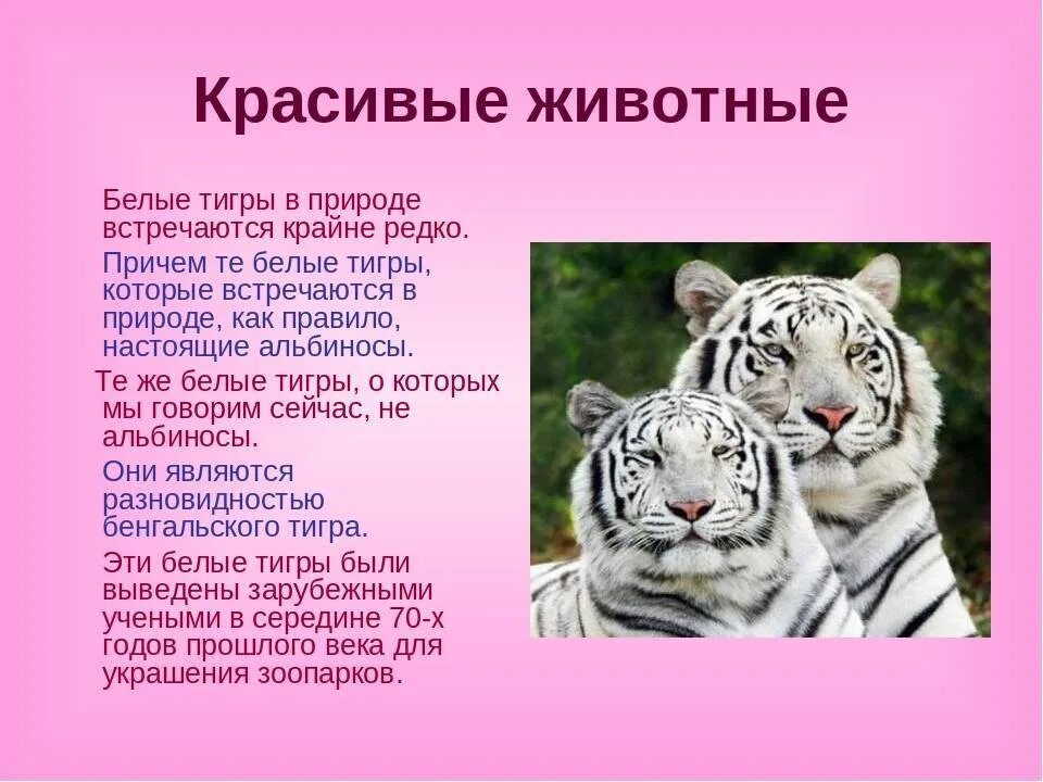 Белый тигр 2 класс. Белый тигр из красной книги. животные из красной книги белый тигр. рассказ о белом тигре. доклад про белого тигра.