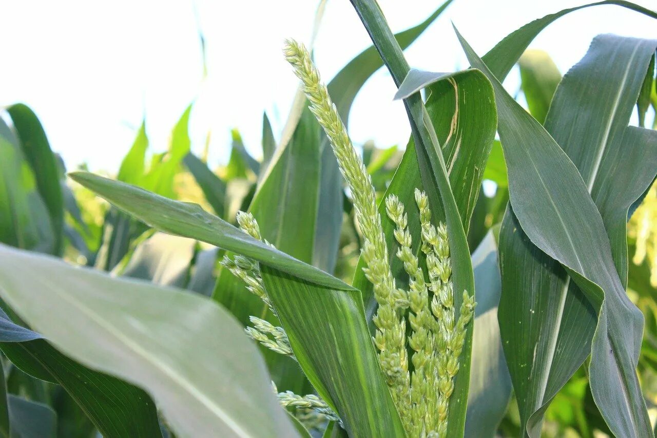 Кукурузные листья купить. Кукуруза злаковое растение. Лист кукурузы. Кукурузные листья. Цветение кукурузы.
