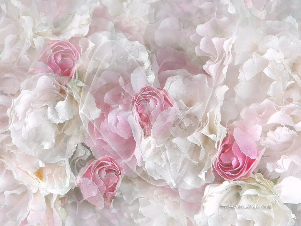 Бело розовые тона. Бело розовые цветы. Бледно розовые цветы. Фон розы нежные. Нежные розовые розы.