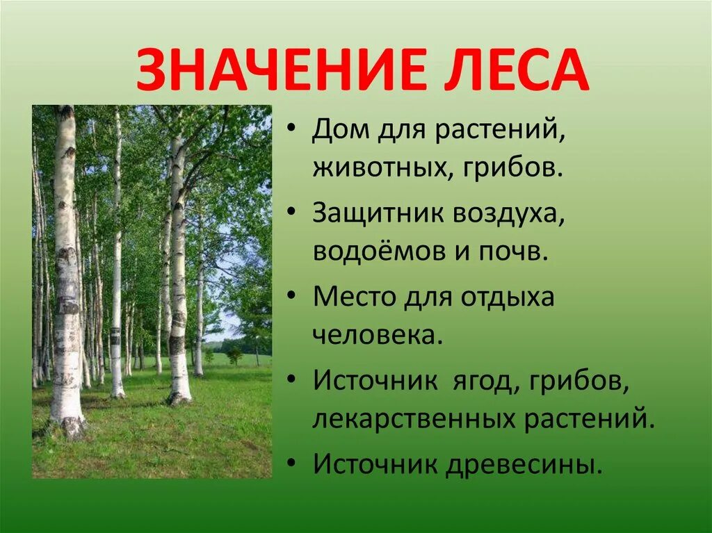 Окружающее значить. Значение леса. Значение леса для человека. Лес защитник водоемов и почв. Лес в жизни человека 4 класс.