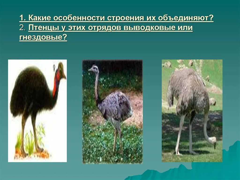 Особенности строения нандуобразных
