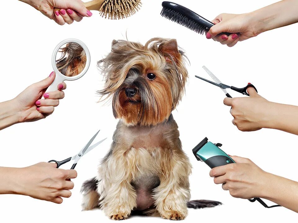 груминг. стрижка собак. стрижка собак. груминг. грумер йоркширского терьера.