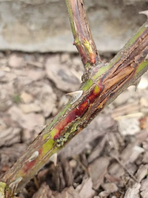 инфекционный ожог. грибковое заболевание ожог ветвей роз. цитоспороз розы. инфекционный ожог на розах. цитоспороз розы.