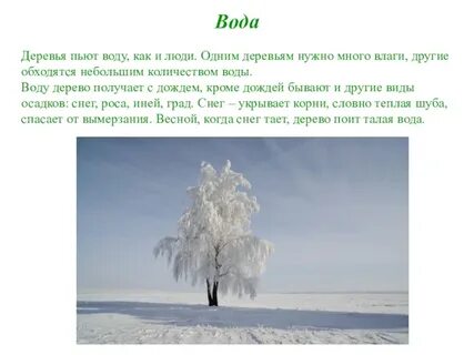 Вода нужна деревьям