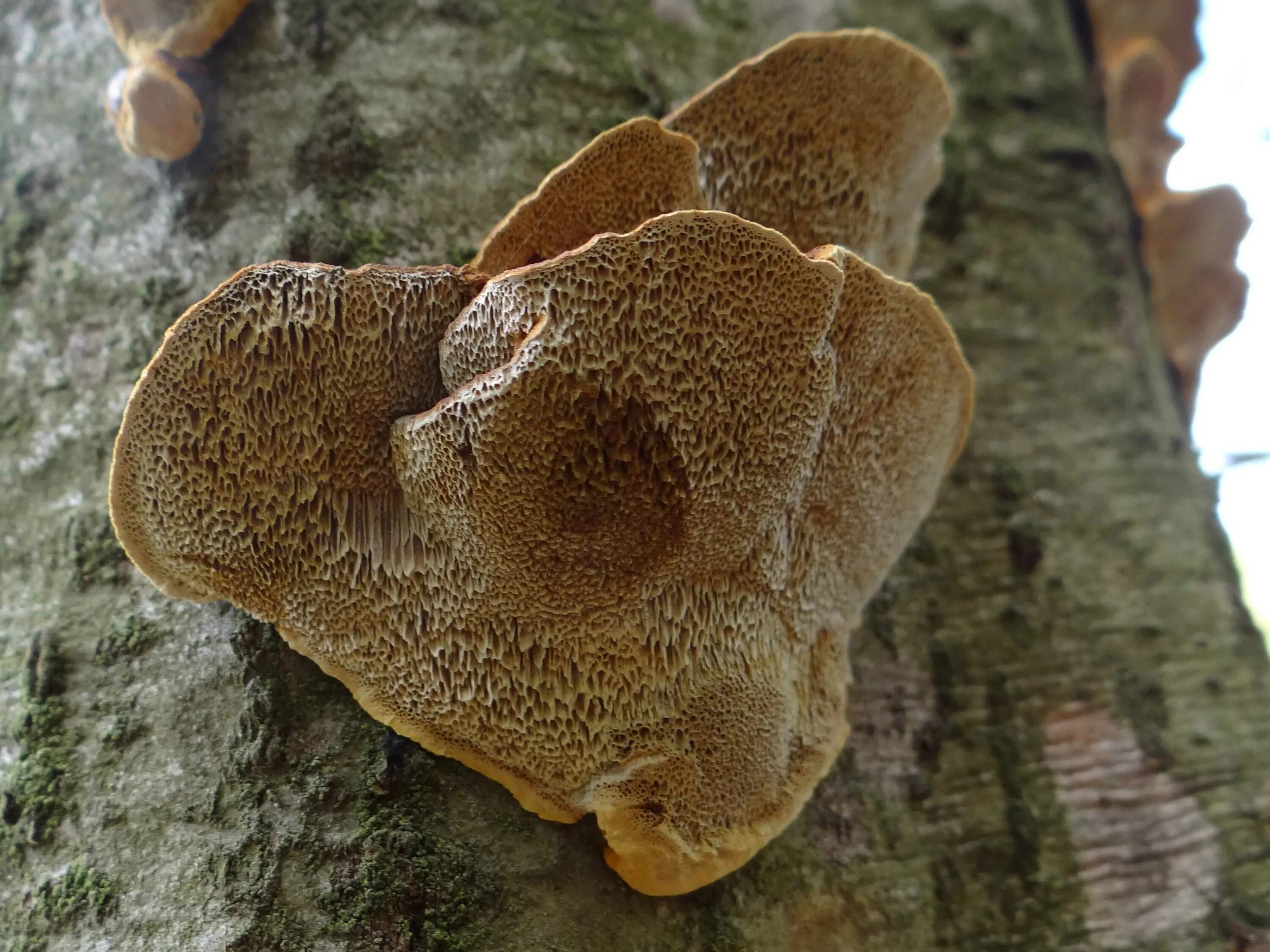 Трутовик бактерия. Трутовик Лучистый (Xanthoporia Radiata). Трутовик Майский Polyporus ciliatus. Трутовик лускатий. Трутовик Майский - Polyporus ciliatu.