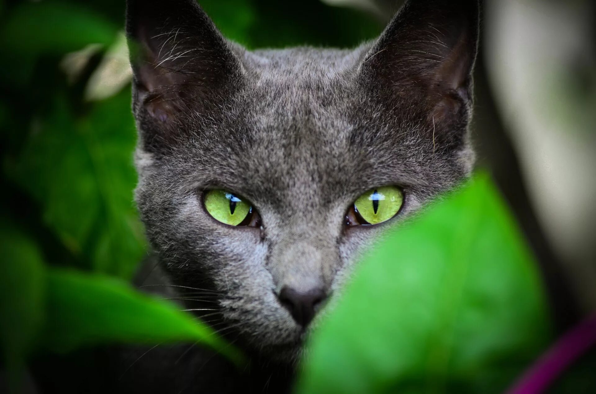 Темно зеленая кошка. Темно зеленая кошка