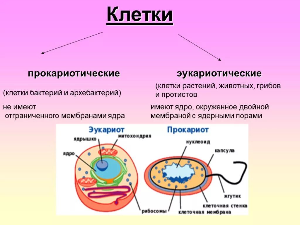 Любые клетки имеют. Клетки биология эукариоты прокариоты. Клетки прокариот и эукариот. Прокариотическая и эукариотическая клетка. Ядро в эукариотических клетках животных.