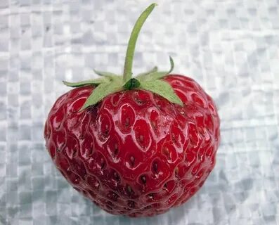 Клубника мице описание сорта