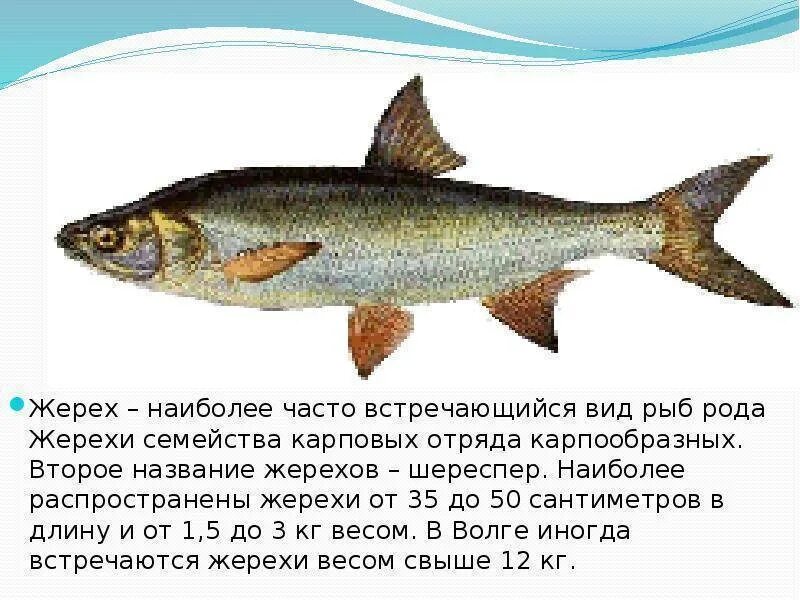 Какие рыбы река волга. Жерех описание рыбы. Рыбы которые водятся в Волге. Разновидность Астраханской рыбы. Вид рыбы шелеспер.