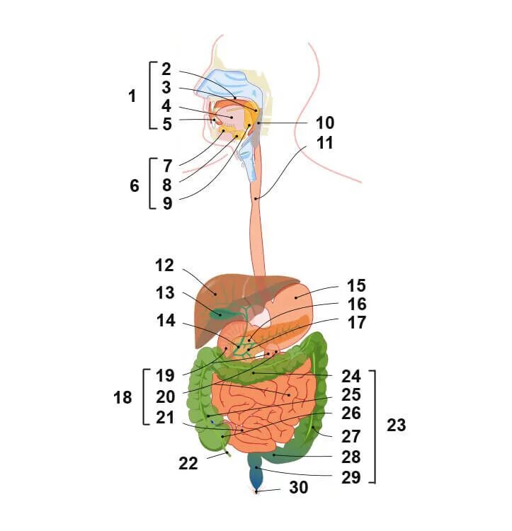 Органы составляющие женскую. Строение пищ системы человека. Органы пищеварительной системы человека анатомия. Схема строения пищеварительной системы. Пищеварительная система схема анатомия.