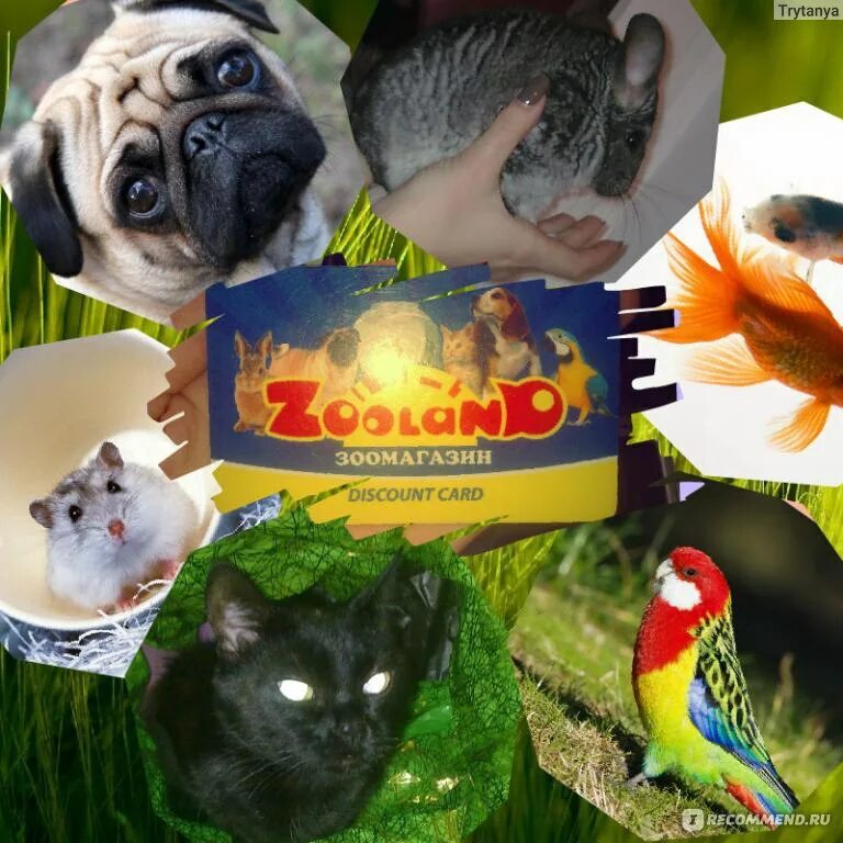 Зооленд чебоксары. Зооленд краснодар. зооленд прокопьевск. zooland. zooland новокузнецк.
