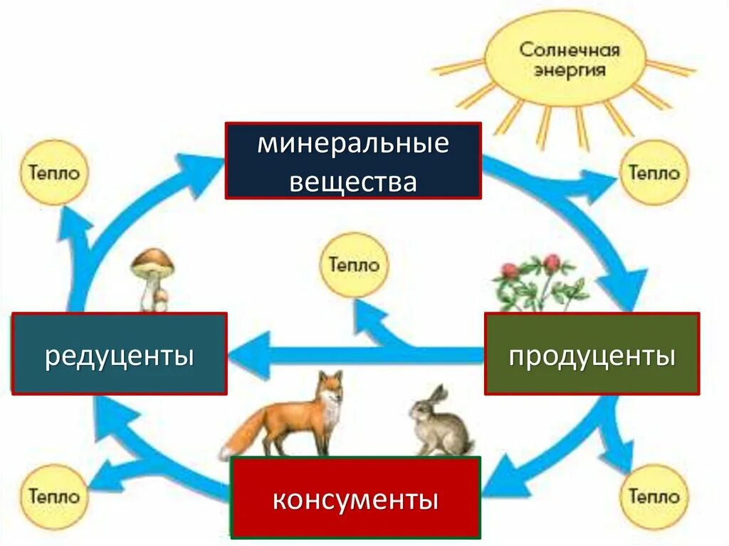 Продуценты консументы редуценты цепи и сети питания. Первичная продуктивность экосистемы. Экосистема продуценты консументы редуценты. Продукция экосистемы.