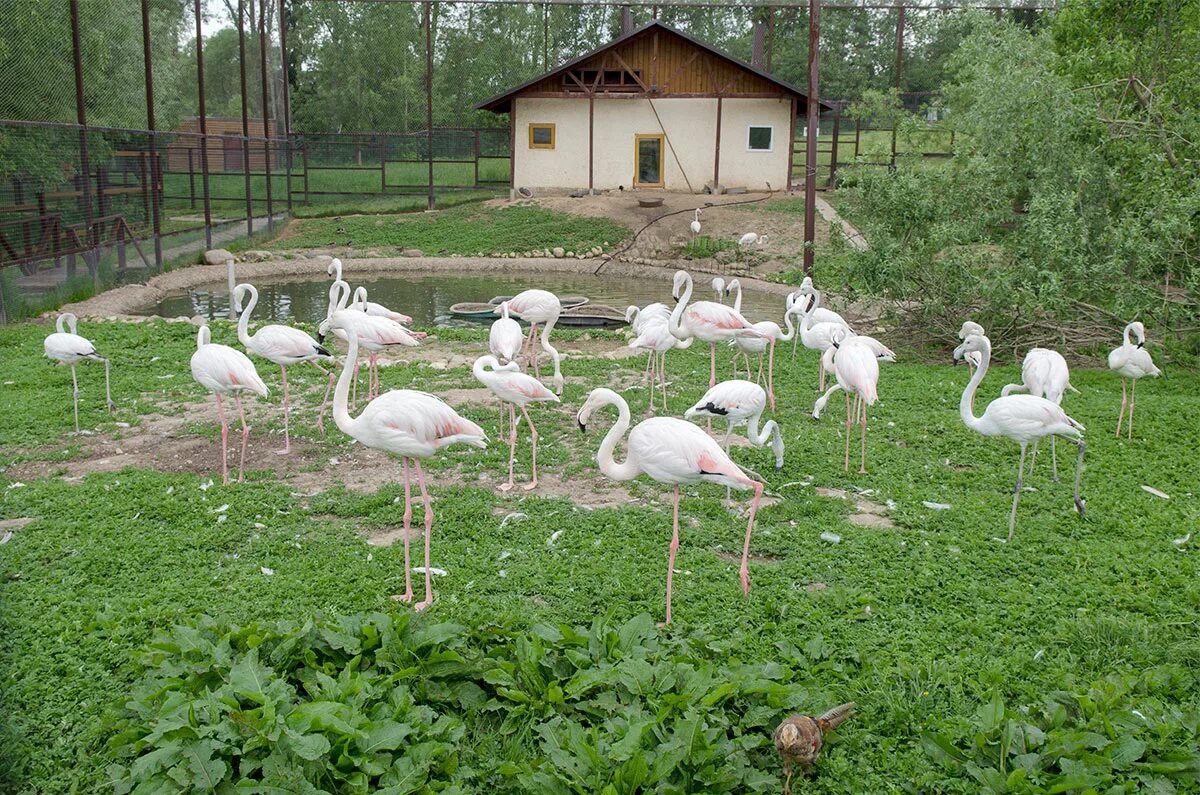 Парк птиц обнинск. Парк воробьи Калуга. Деревня воробьи парк птиц. Парк птиц Калуга. Парк Воробьев в Калужской области.