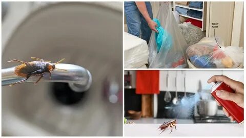 Избавиться от насекомых