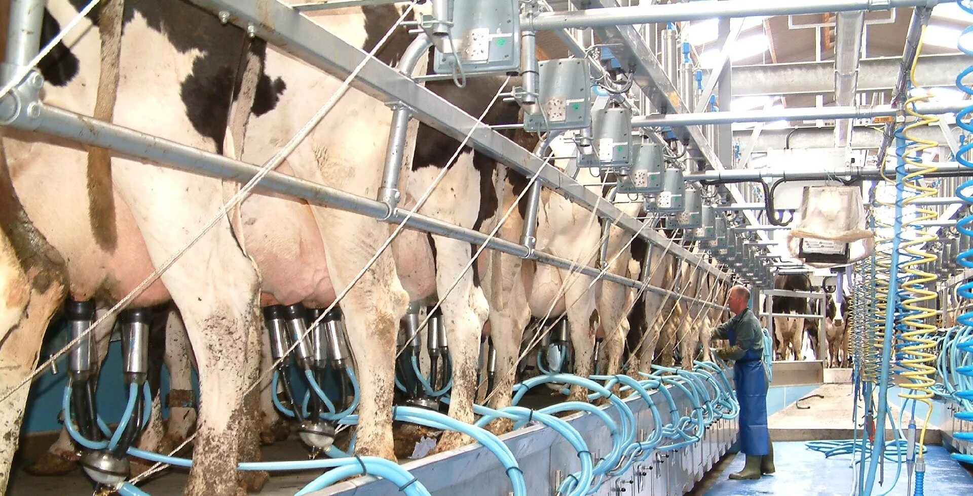 Цех раздоя коров. Доильный зал параллель 2х24. Dairymaster доильное оборудование. Роботизированная ферма крс. Технология молочной фермы.