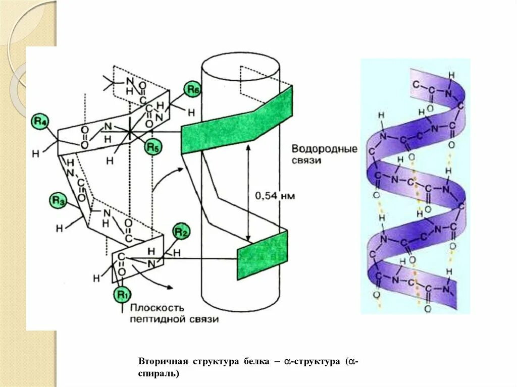 Белково водородные связи. Вторичная структура белка спираль. Альфа спираль вторичной структуры. Бета спираль вторичной структуры белка. Водородные связи вторичная структура.
