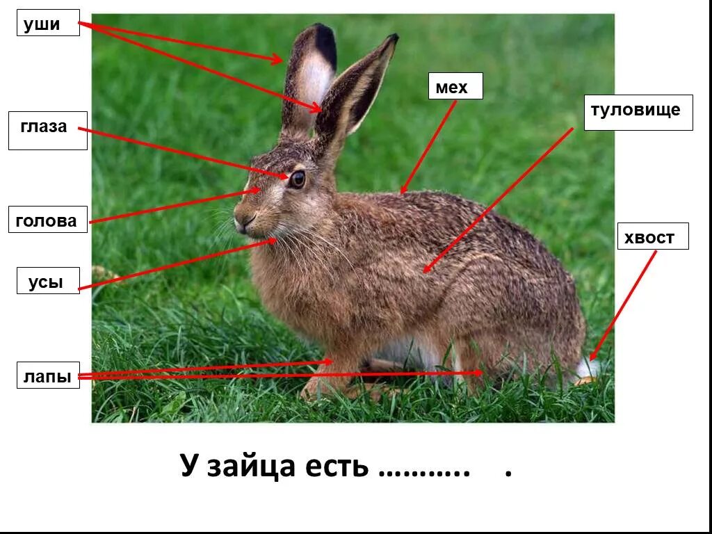 У зайца русака глаза. Строение головы зайца. Части тела зайца. Строение зайца. У зайца есть хвост.