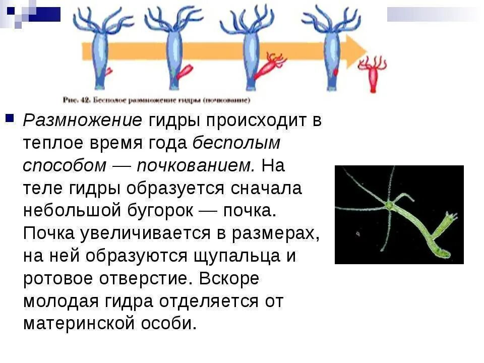 Процесс бесполого размножения гидры. Размножение гидры пресноводной. Размножение гидры пресноводной кратко. Почкование гидры это бесполое размножение. Деление клетки гидры