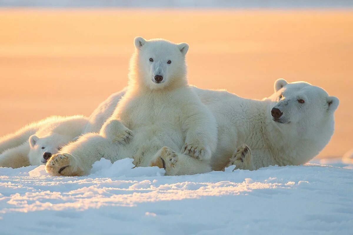 Полярные медведи остров Врангеля. Белые медведи остров Врангеля Арктика Арктика. Белый медведь Северный полюс. Северный Ледовитый океан белый медведь.