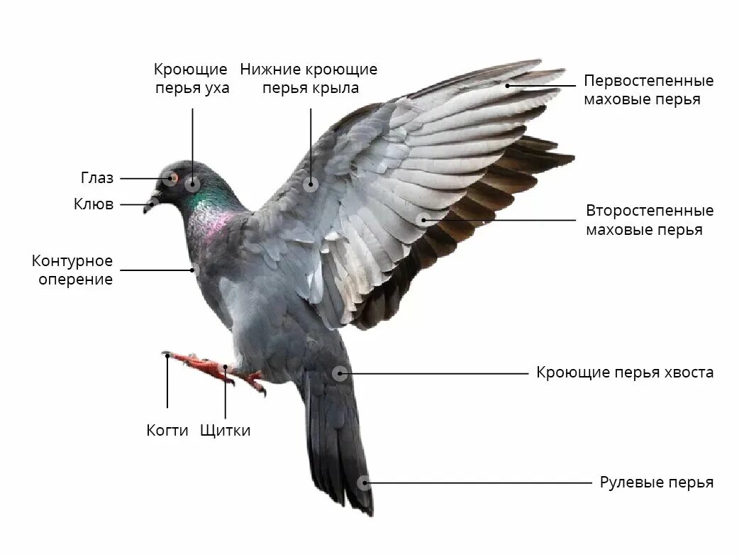 Внешнее строение птиц 8 класс лабораторная работа. Внешнее строение птицы биология 8 класс. внешнее строение птицы биология 7 класс. строение птицы. строение тела птицы.