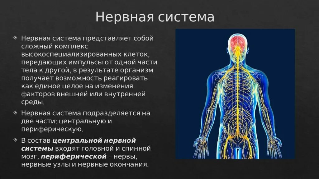 Периферическая нервная система человека. Периферическая нервная система анатомия. ПНС периферическая нервная система. Периферическая нервная система презентация. Органы центральной и периферической нервной системы