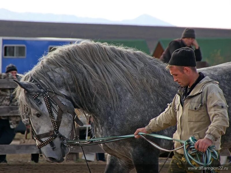 Конный двор Новотырышкино. Новотырышкино Алтайский край Сибирское подворье. Коневодство в Алтайском крае. Лошади Алтайский край. Продажа лошадей республика