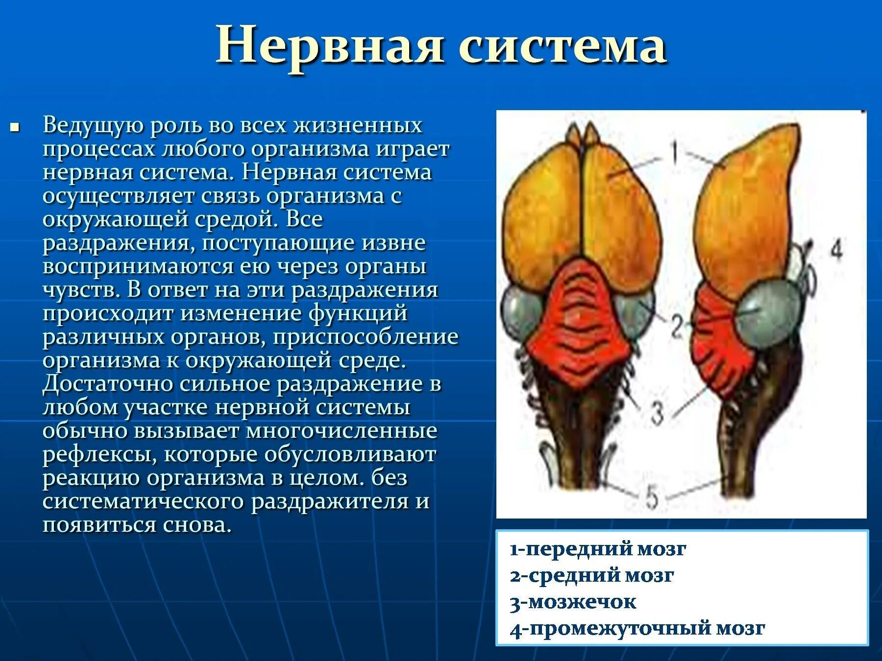 Мозг птицы. Дыхательная система пингвинов. Строение мозга птиц. Нервная система пингвинов.