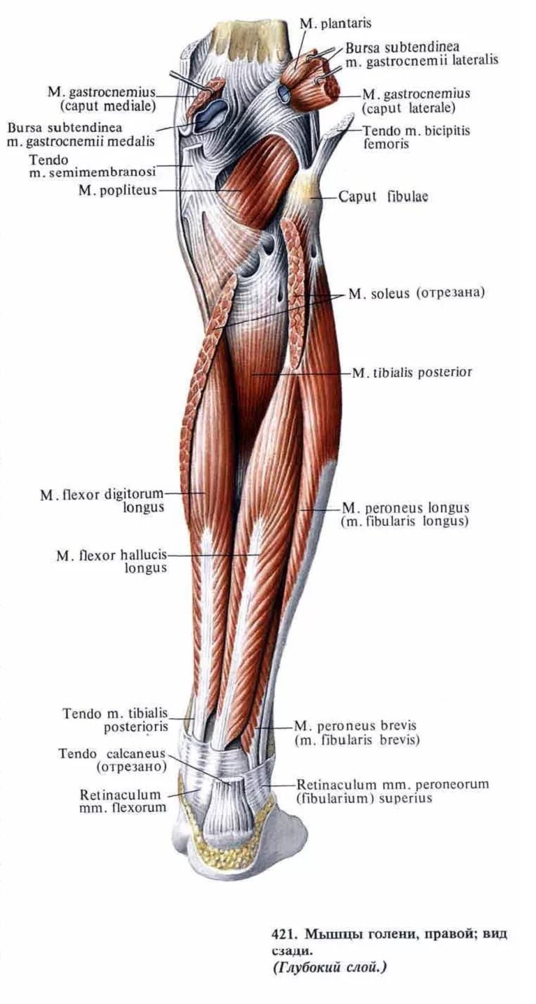 Мышцы голени анатомия задняя. Тибиалис Постериор мышца. Мышцы голени топографическая анатомия. Переднее мышечно-фасциальное ложе голени мышцы.