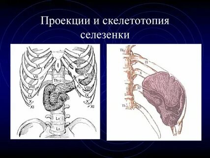 Синтопия скелетотопия