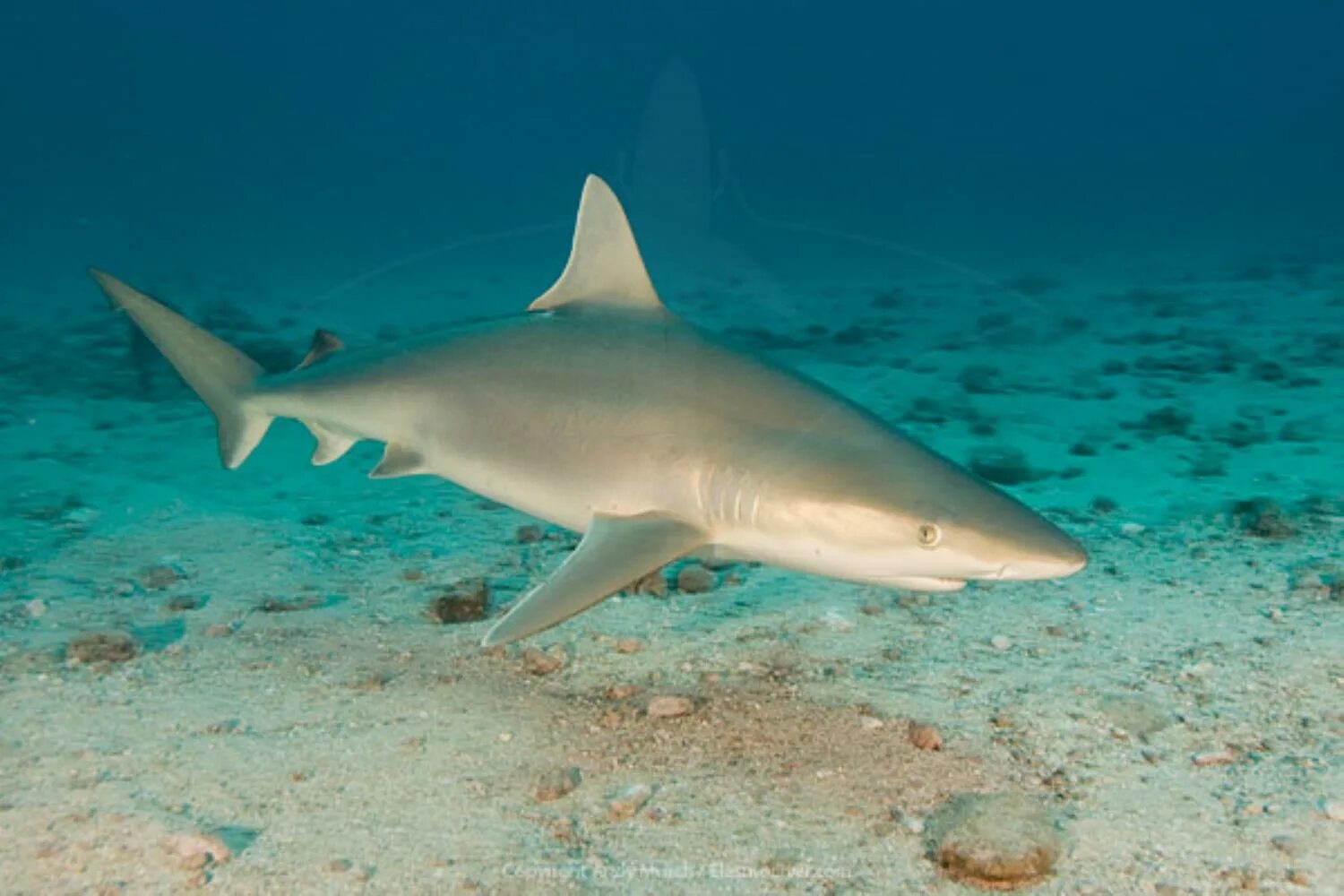 Акула олень. Серая рифовая акула. Черноперая рифовая акула. Carcharhinus acronotus. Песчаная рифовая акула.