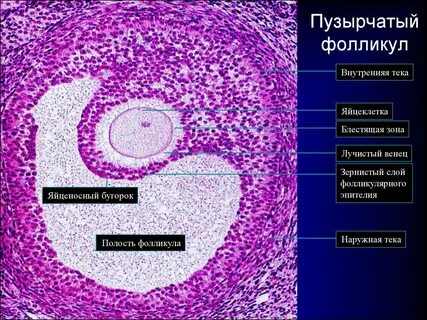 Пустые фолликулы