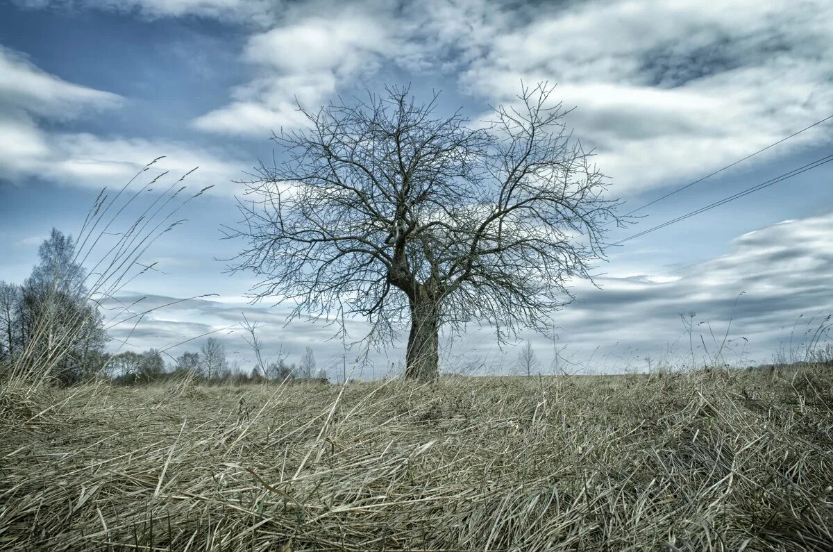 Деревья растущие в поле. Одинокое дерево в поле. Сухое дерево. Одинокое сухое дерево в поле. Одинокое дерево.