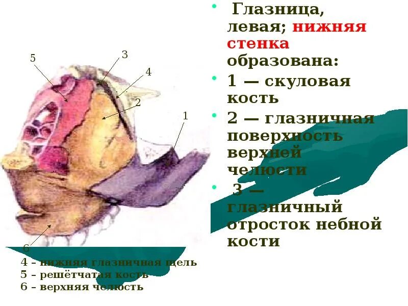 Строение латеральной стенки полости носа. Верхняя стенка полости носа образована. Стенки полости носа анатомия. Медиальная стенка полости носа. Костные стенки глазницы анатомия.